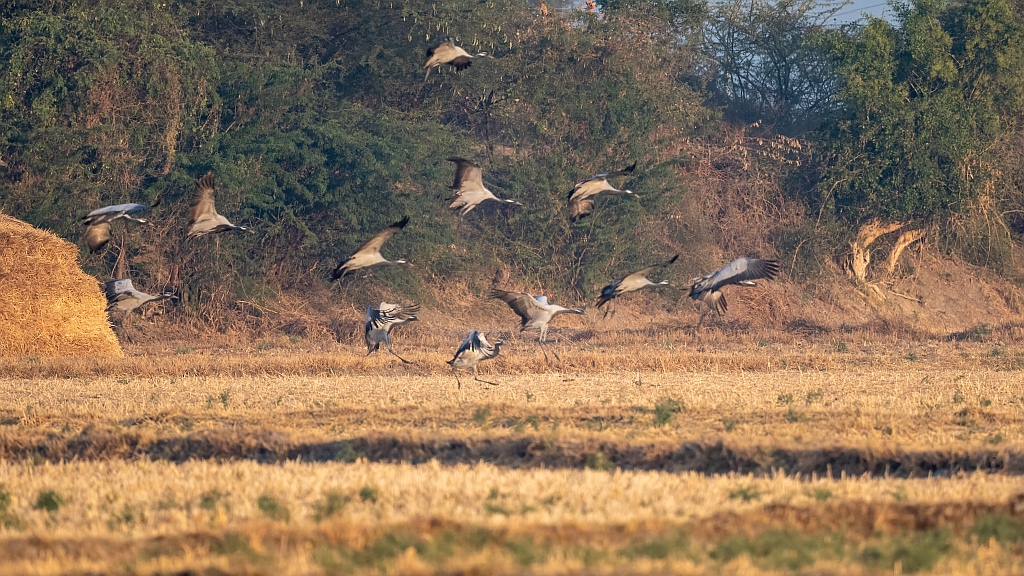 Demoiselle Crane